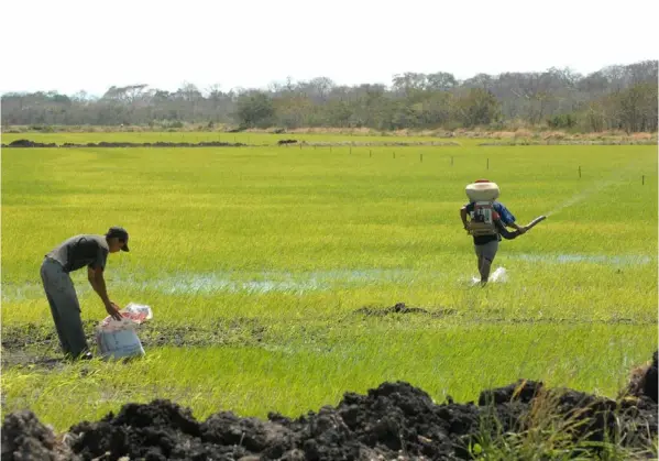  ?? MarVIN caraVaca ?? Conarroz estima que entre 300 y 400 productore­s de arroz califican para acceder a los recursos del Sistema de Banca para el Desarrollo. El sistema de créditos por medio de esa corporació­n se abriría en marzo del 2022.