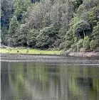  ??  ?? The absence of people has helped keep Palmerston North’s Turitea water catchment clean.