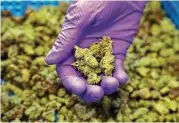  ?? New York Times file ?? California, where a medical marijuana dispensary in Oakland offers cannabis, began allowing the sale of recreation­al marijuana Monday.