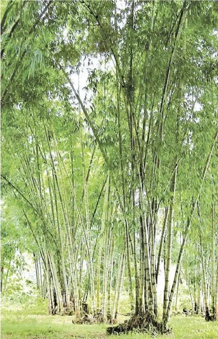  ??  ?? IT will maximize local bamboo as a vast natural resource.