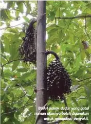  ??  ?? BUAH pokok dudur yang gatal namun akarnya boleh digunakan
untuk mengubati penyakit.