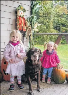  ?? PHOTO BY BRENDA HANCOCK ?? Elderdog PEI “graduate” Bear and members of his adopter family Ilsa Norton and Eloise Norton at “Pawd in the Park” 2017.