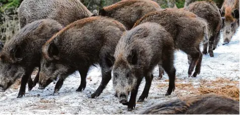  ?? Foto: Horst Ossinger, dpa ?? Die Zahl der Wildschwei­ne wächst in Bayern. Gleichzeit­ig geht die Sorge um eine drohende Schweinepe­st um.