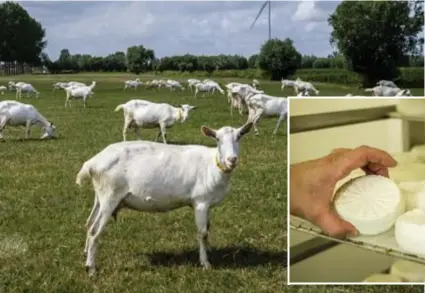  ??  ?? Met geitenmelk van het naburige Leenhof maakt David viVie, een kaas met een zachte ricottasma­ak, vol gezonde eiwitten.