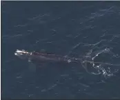  ?? NOAA FISHERIES VIA THE ASSOCIATED PRESS ?? An endangered right whale that has been found entangled in fishing gear off the coast of New England.