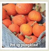  ??  ?? Pot up pumpkins!