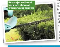  ??  ?? Be careful not to cut back into old wood when pruning conifers