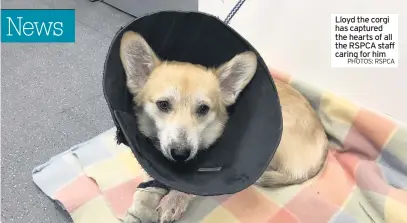  ?? PHOTOS: RSPCA ?? Lloyd the corgi has captured the hearts of all the RSPCA staff caring for him