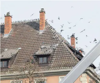  ?? ARCHIVFOTO: KLEIN ?? Gerade zur kalten Jahreszeit kommen die Tauben vermehrt in die Stadtmitte, um dort nach Nahrung zu suchen.