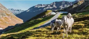  ?? Foto: Alexander Maria Lohmann ?? Wo beim Saisonstar­t Ende Mai noch meterhoch Schnee lag, begrüßen einen jetzt am Rande der Timmelsjoc­h Hochalpens­traße zahlreiche Schafe und grüne Wiesen.