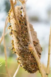  ??  ?? A natural nest built onto a fennel plant, which is a favourite of wasps. The nests start from the size of a walnut and can grow as big as a football.