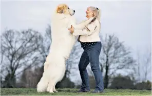  ?? ?? Susan Reilly and her Pyrenean mountain dog, Boris, in Bracknell, Berks. Last year saw the breed enjoy its biggest growth in popularity