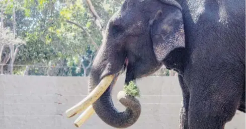 ?? FOTO: LUIS GERARDO MAGAÑA ?? > El elefante Big Boy, en las instalacio­nes del Zoológico de Culiacán.
