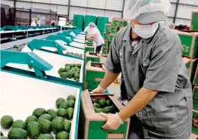  ?? FOTO JULIO HERRERA ?? La comerciali­zación exige las frutas por tamaño.