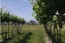  ?? Photograph: Fabio Ferrari/AP ?? Vines and the peloton during stage 11.