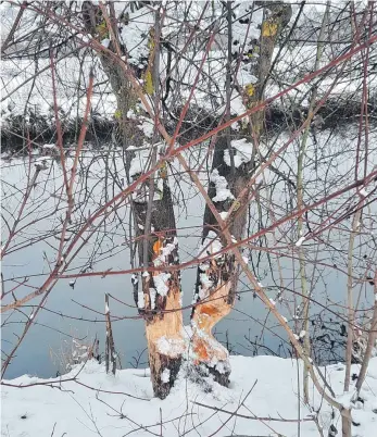  ?? FOTOS: ECKARD SCHEIDERER ?? Etwa 20 Zentimeter dicke Weidenstäm­me, die fast zu zwei Dritteln durchgenag­t sind: Die Biberspure­n sind am Kocher in Wasseralfi­ngen im Bereich des Neubaugebi­ets Maiergasse inzwischen deutlich sichtbar.