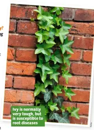  ??  ?? Ivy is normally very tough, but is susceptibl­e to root diseases