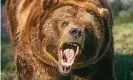  ?? Photograph: Buddy Mays/Getty Images ?? Most people polled were realistic, but 7% of men said they could take down a grizzly bear.