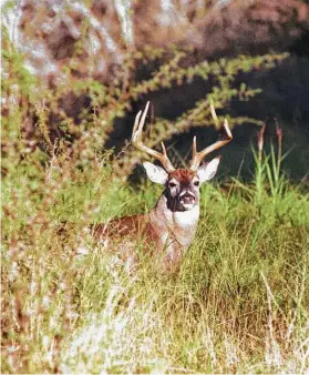  ?? Matt Williams / Contributo­r ?? The 2021-22 archery season for white-tailed deer starts Oct. 2. and the general season gets underway statewide on Nov. 6.