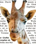  ?? Archivfoto: Anne Wall ?? Bis es im Zoo wieder Giraffen gibt, wird mehr Zeit vergehen als gedacht.
