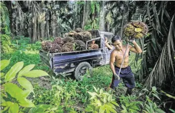  ?? EPA ?? Für Palmölplan­tagen werden riesige Regenwaldf­lächen abgeholzt und Menschen vertrieben.