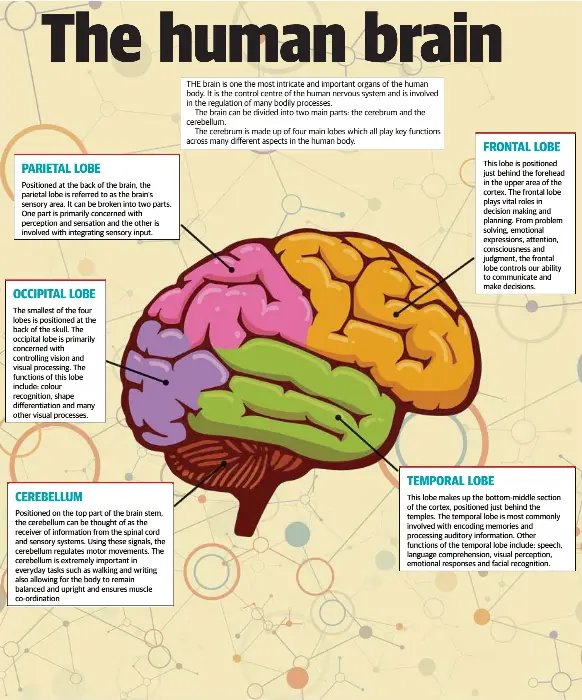 the human brain pressreader the human brain pressreader