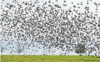  ?? FOTO: DPA ?? Spürhunde der Wissenscha­ft: Stare fliegen im Schwarm über ein Feld.