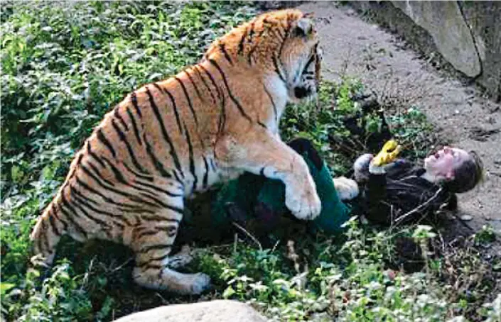  ??  ?? No escape: The unsuspecti­ng woman is pinned down and slashed at repeatedly after bringing the tiger its food. It should have been locked away in the enclosure