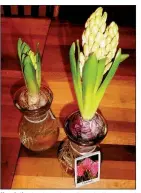  ??  ?? Hyacinths that have been forced will grow and flower indoors.