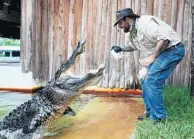  ??  ?? Donny Aldarelli shows his bond with Chester, an alligator, Tuesday.