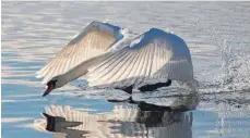  ?? SYMBOLFOTO: ULI BOERNER-KINOLD ?? Im Uferbereic­h des Fischbache­r Strandbade­s findet eine Frau einen gewaltsam getöteten Schwan.