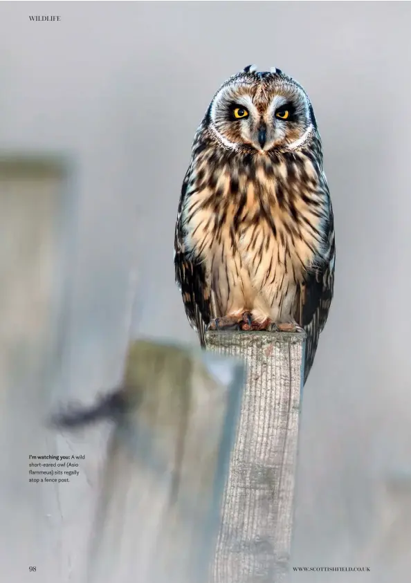  ??  ?? I’m watching you: A wild short-eared owl (Asio flammeus) sits regally atop a fence post.