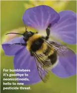  ??  ?? For bumblebees it’s goodbye to neonicotin­oids, hello to new pesticide threat.