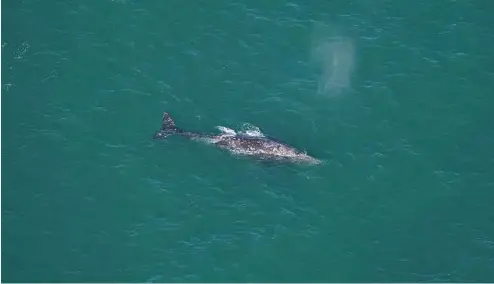  ?? ?? Cette photo d'Orla O'Brien montre une baleine grise au sud de Nantucket.