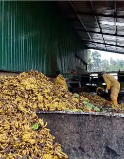  ?? ?? Ci‑dessus : Des résidus alimentair­es qui nourriront l’élevage de mouches soldats noires d’InsectiPro.