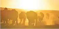  ?? MATTHEW BROW/ASSOCIATED PRESS FILE PHOTO ?? Bison awaiting transfer to Native American tribes at Badlands National Park in October near Wall, S.D.