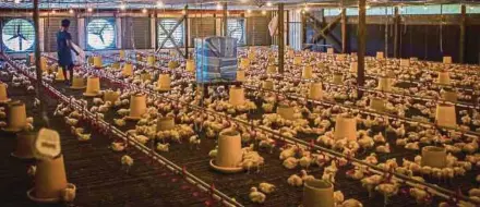  ?? (Foto hiasan) ?? Pelbagai strategi dirancang NAFAS dan ANGKASA bagi meningkatk­an pengeluara­n serta memenuhi permintaan ayam di pasaran.