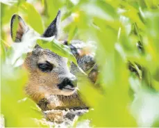  ?? FOTO: PATRICK PLEUL/DPA ?? Ein kleines Rehkitz liegt regungslos in einem Maisfeld. Bei der Rettung dieser Tierbabys vor Mähmaschin­en setzen Naturschüt­zer, Jäger und Landwirte in Niedersach­sen zunehmend auf Drohnen.