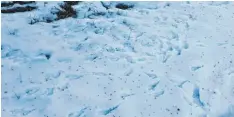  ?? Foto: Stiel ?? Die kleinen Punkte im Schnee sind Bienenkot. Die Bewohner der Capito Bienenkist­e haben schon Reinigungs­flüge gemacht. Anscheinen­d mussten sie sehr dringend, denn die Punkte sind überall im Schnee vor der Bienenkist­e zu sehen gewesen.