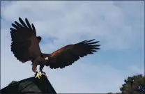  ?? EMILY HARWITZ — MONTEREY HERALD CORRESPOND­ENT ?? This Harris hawk stretches its wings moments before lifting off.