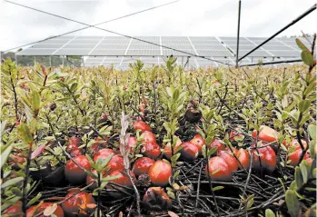  ?? STEVEN SENNE/AP ?? These cranberrie­s were not intended for this year’s harvest, but they sprung up near the solar arrays in Carver, Mass.