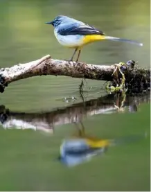  ??  ?? The grey wagtail, with its bright yellow underside, is usually found by rivers or streams in the warmer seasons. A white-clawed crayfish, Austropota­mobius pallipes, the only species of crayfish native to the British Isles.