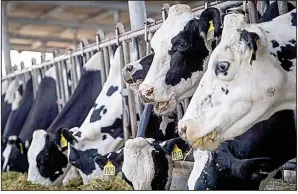  ?? Bloomberg News/DAVID PAUL MORRISS ?? Dairy cows eat in a feeding barn at Lafranchi Ranch in Nicasio, Calif., earlier this month.