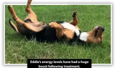  ??  ?? Eddie’s energy levels have had a huge boost following treatment.