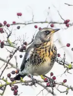  ??  ?? Evident
Fieldfares appearing on land