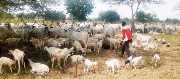  ?? PHOTOS Hassan Ibrahim ?? Fulani herders who migrated from Benue State now settling in Jangaro village in Awe LGA of Nasarawa