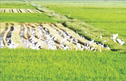  ?? HENG CHIVOAN ?? The project aims to promote the adoption of DSR for a transition towards an efficient, profitable and environmen­tally-friendly rice production system in beneficiar­y countries.