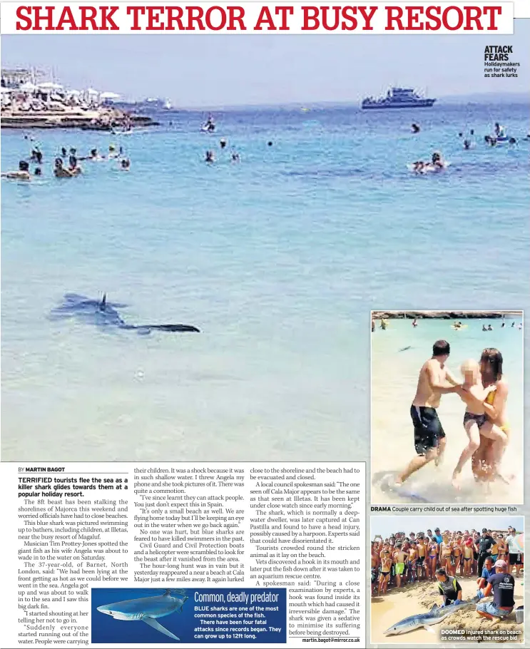  ??  ?? ATTACK FEARS Holidaymak­ers run for safety as shark lurks DOOMED Injured shark on beach as crowds watch the rescue bid DRAMA Couple carry child out of sea after spotting huge fish