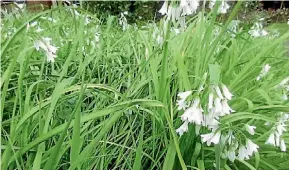  ?? SUPPLIED ?? This month’s weed is wild onion.