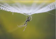  ?? NAVESH CHITRAKAR/REUTERS ?? Spiderwebs offer an “orchestra of informatio­n” says Markus Buehler, a professor of engineerin­g at MIT.